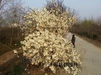 白玉兰_玉兰树_最新价格_图片_基地产地
