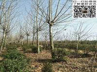 法桐_最新法桐价格_图片_产地基地