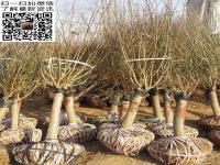 红梅与梅花是怎么区别的，有什么不一样