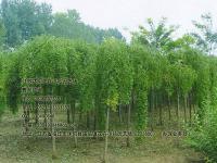 龙爪槐_最新价格_图片_产地基地