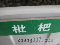 枇杷种子